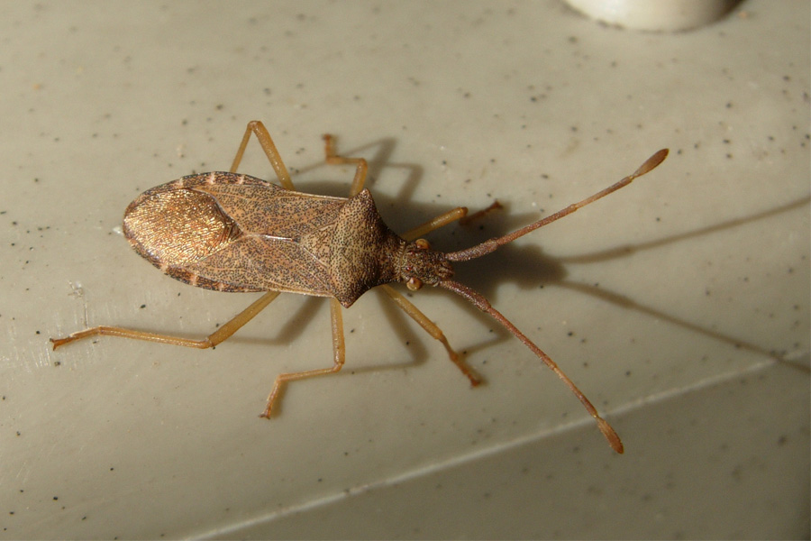 Gonocerus acuteangulatus e Himacerus (Aptus) mirmicoides